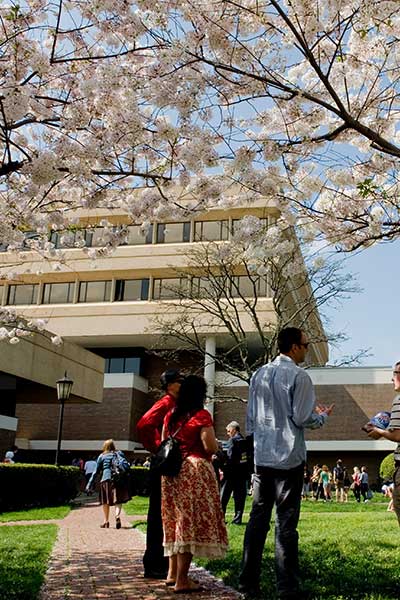 cherry blossom trees at the entrance of Grace E. Harris Hall